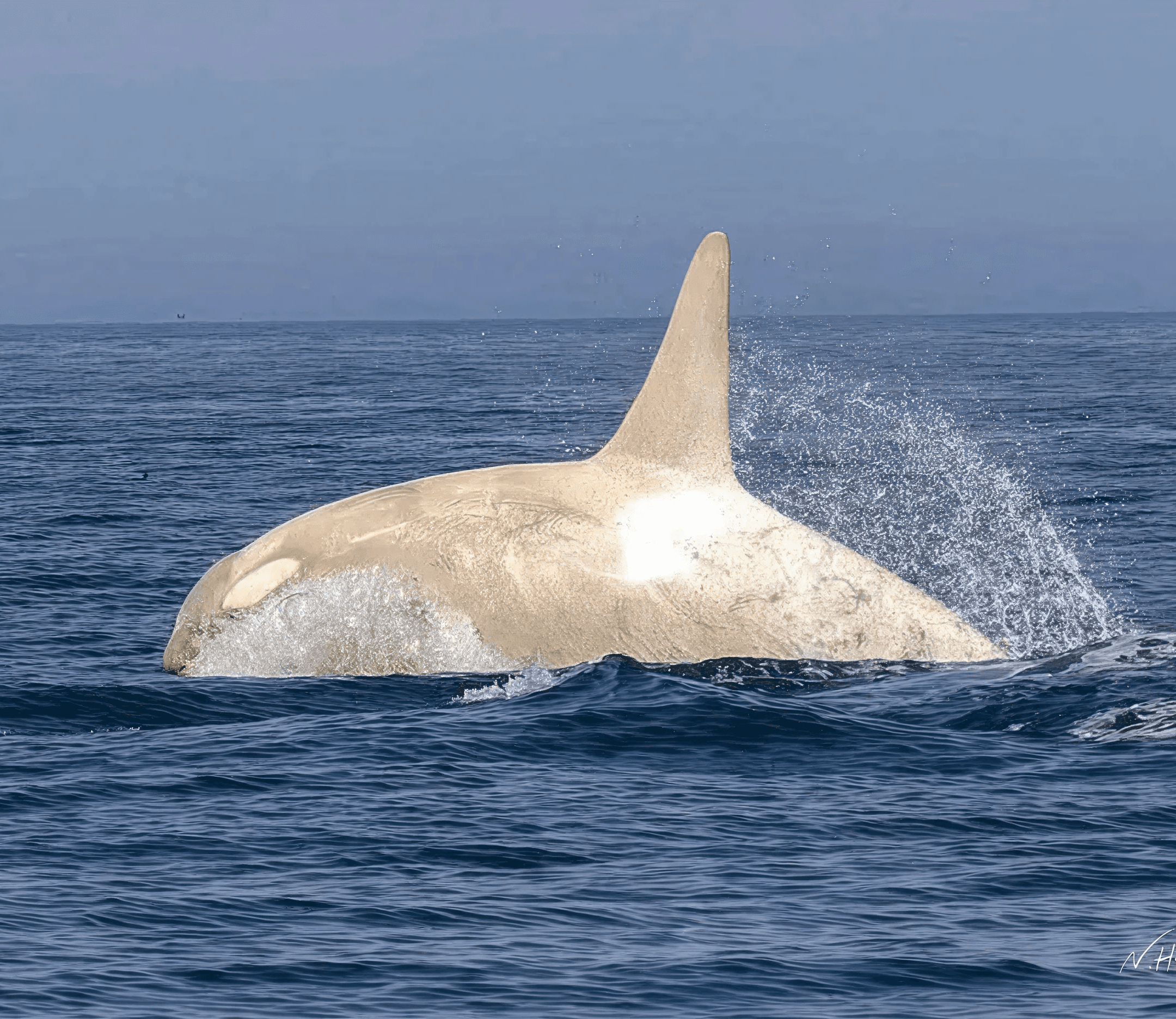 Momen Langka: Paus Orca Albino Tertangkap Kamera di Perairan Jepang